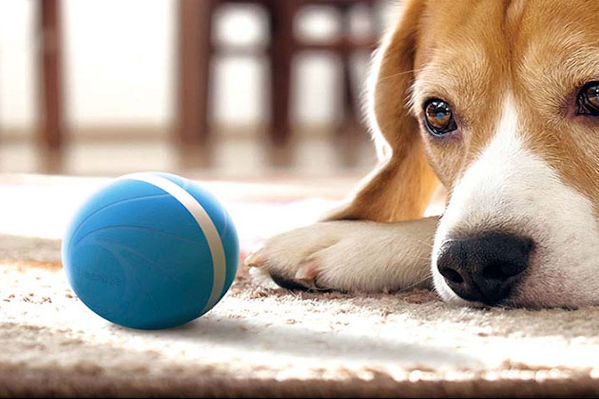 This Interactive Toy Keeps Your Pets Happy and Occupied