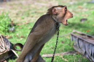 hellofresh-says-it-will-stop-using-coconut-milk-from-thailand-after-concerns-about-coconut-picking-monkeys