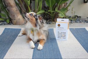 support-female-entrepreneurs-and-save-on-this-bestselling-doggy-dna-kit