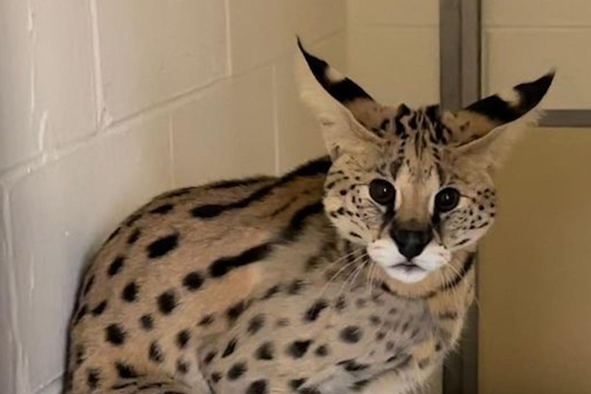 The ‘Cocaine Cat’ Is Recovering at Cincinnati Zoo as a ‘Cat Ambassador.’