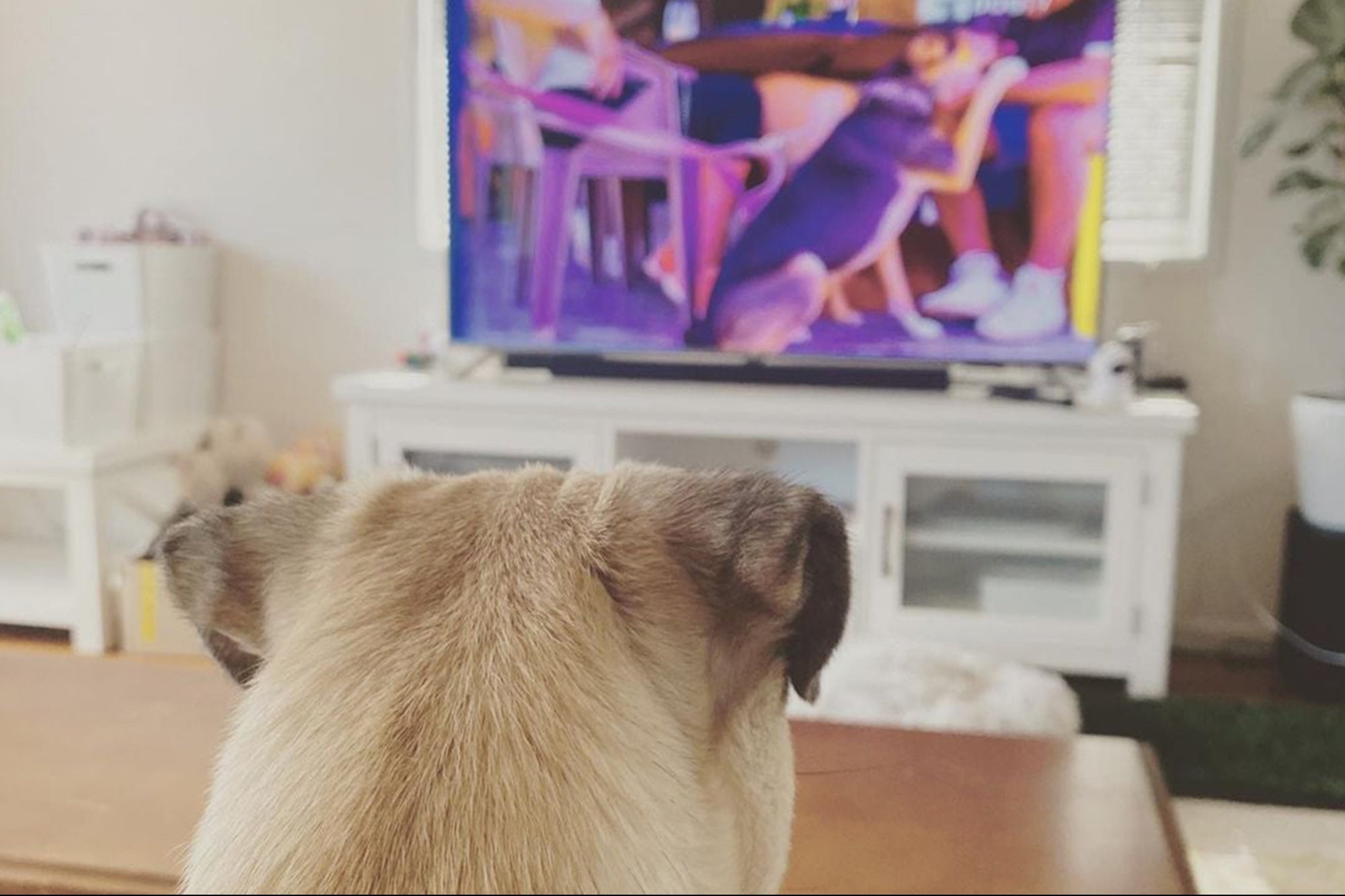 Treat Your Employees and Their Dogs to Some Relaxation