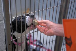 pet-owners-slammed-by-inflation-even-as-fed-tries-to-fight-it