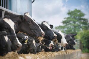 how-dairy-farming-made-me-a-better-tech-entrepreneur