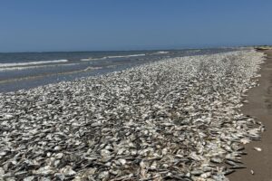 ‘massive-grave-of-dead-fish’:-what’s-happening-on-texas-beaches?