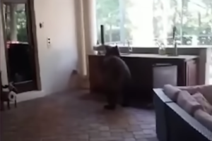 video-shows-a-three-legged-bear-breaking-into-a-family’s-home-and-stealing-3-white-claws