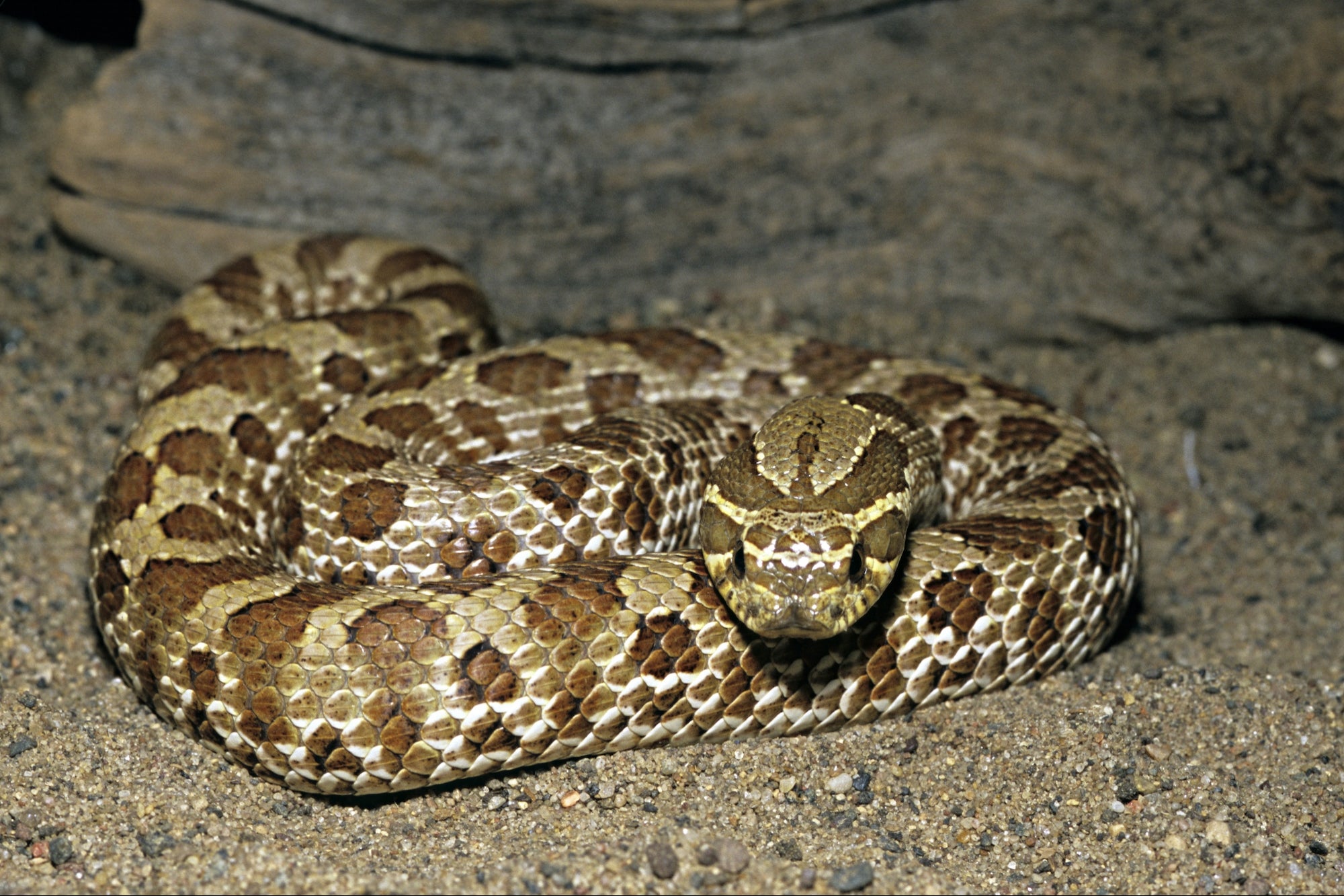 ‘Enough Venom to Fill a Martini Glass and Kill 5 People’: An Amazon Driver Was Bitten By a Rattlesnake on the Job in Florida