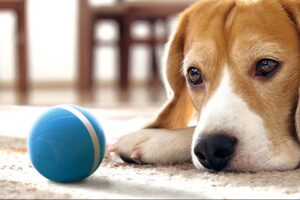 give-your-pup-a-great-gift-with-this-interactive-ball,-now-just-$27.97