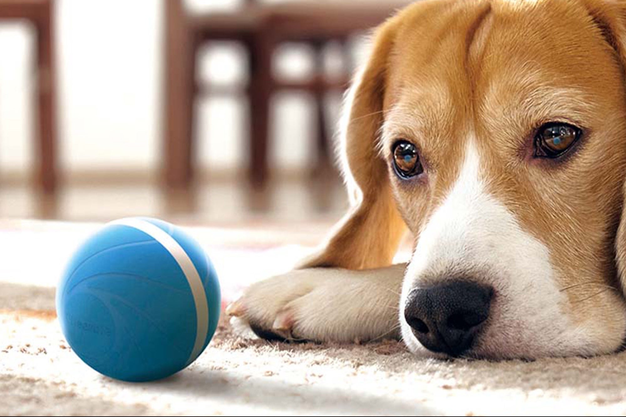 Give Your Pup a Great Gift with This Interactive Ball, Now Just $27.97