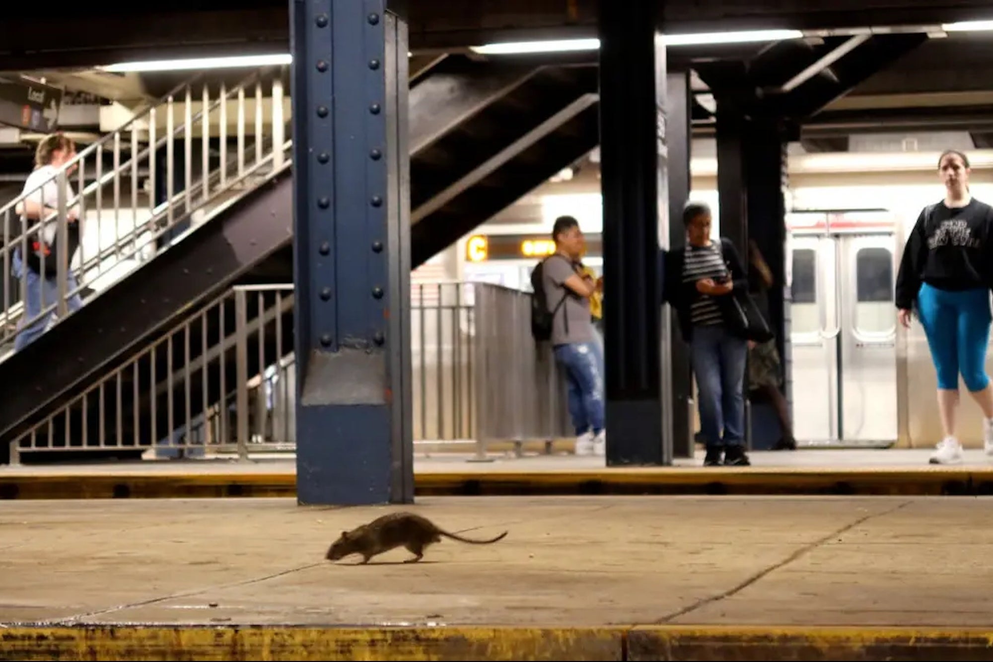 NYC Exterminators’ New Weapon Has Eliminated Nearly 100% of Rats From Over 100 Burrows — and They Already Have Their Next Targets Mapped Out