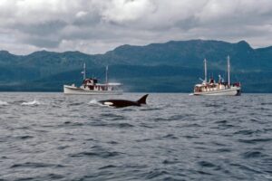 orcas-attacked-a-polish-yacht-for-45-minutes,-sinking-it-off-the-coast-of-morocco,-tour-company-says