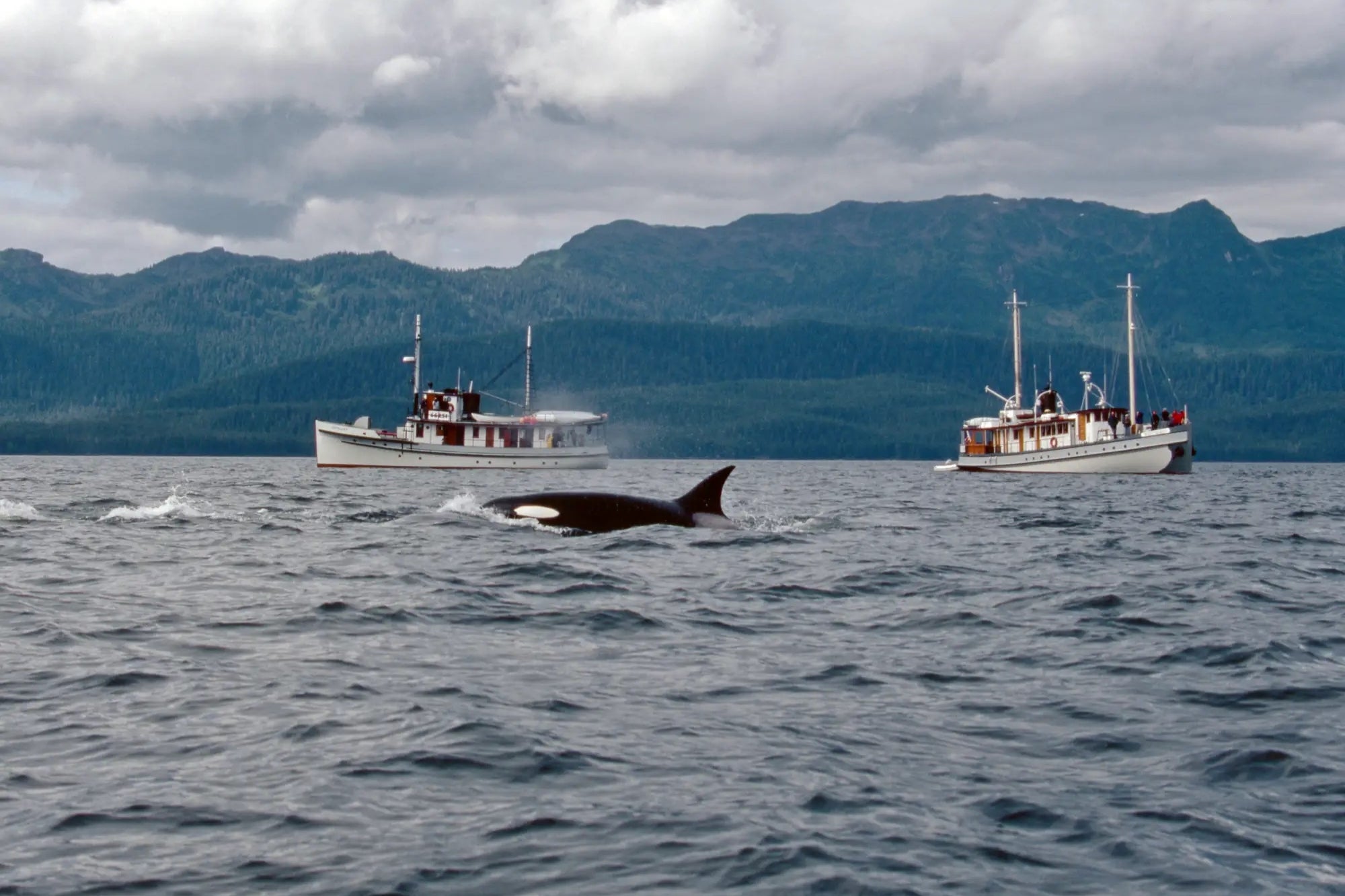 Orcas Attacked a Polish Yacht for 45 Minutes, Sinking It Off the Coast of Morocco, Tour Company Says