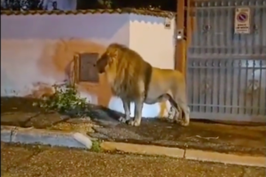 video:-lion-escapes-circus-and-wanders-italian-coastal-town-for-hours