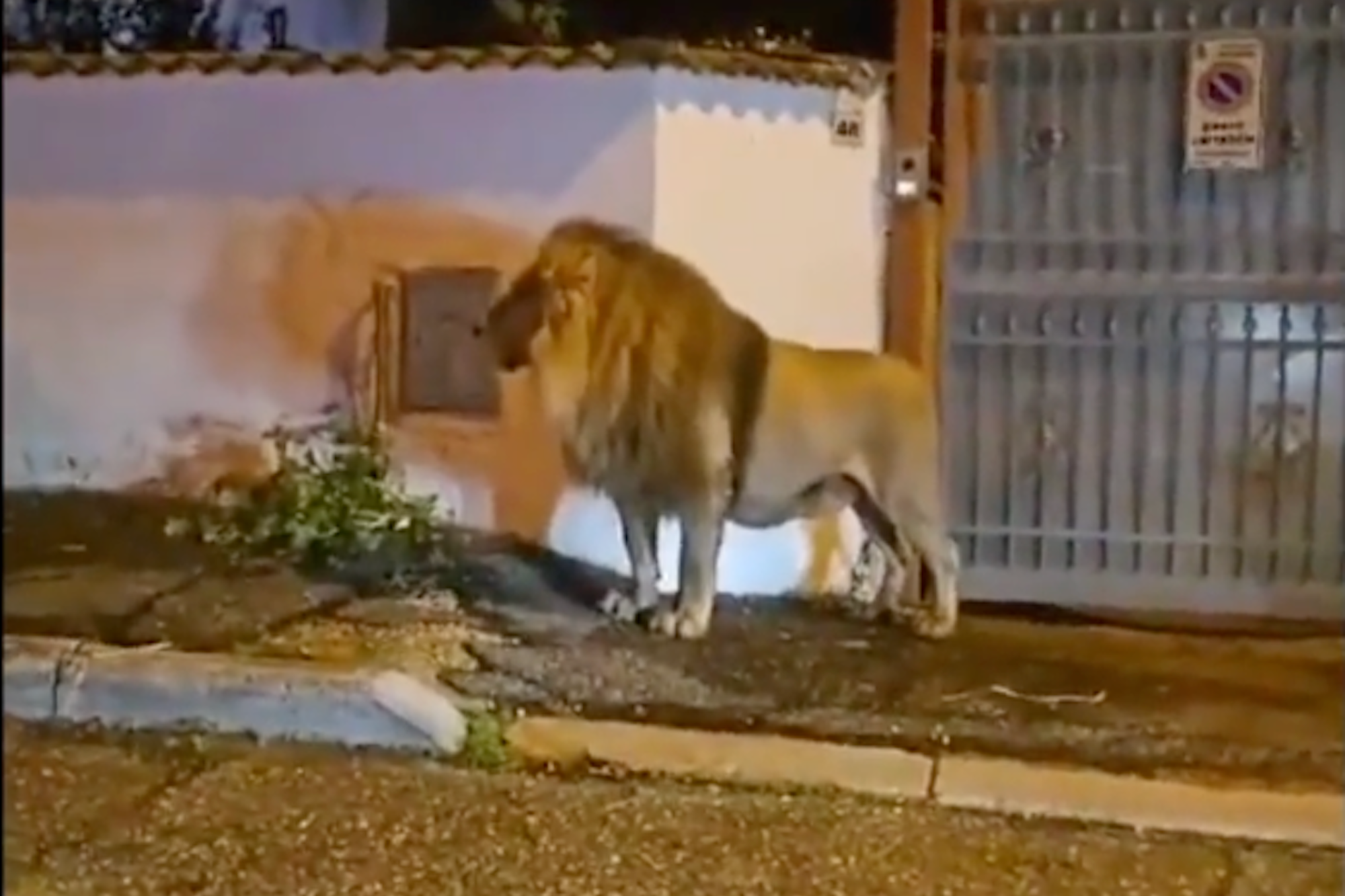 Video: Lion Escapes Circus and Wanders Italian Coastal Town for Hours