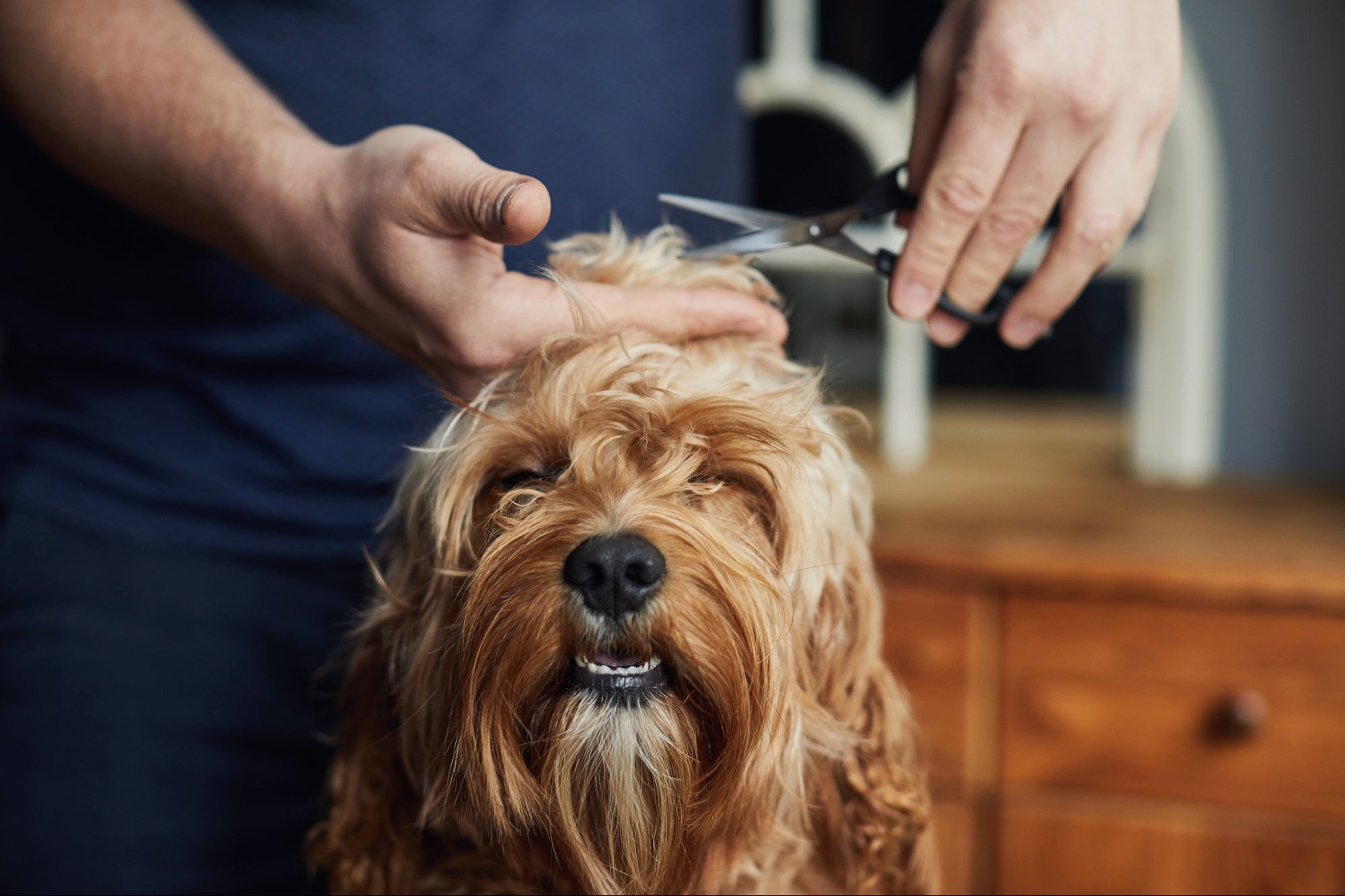 Turn Your Passion for Pets into a Business with a Wag N’ Wash Franchise